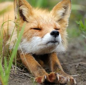 Meet your Posher, Ch00ky